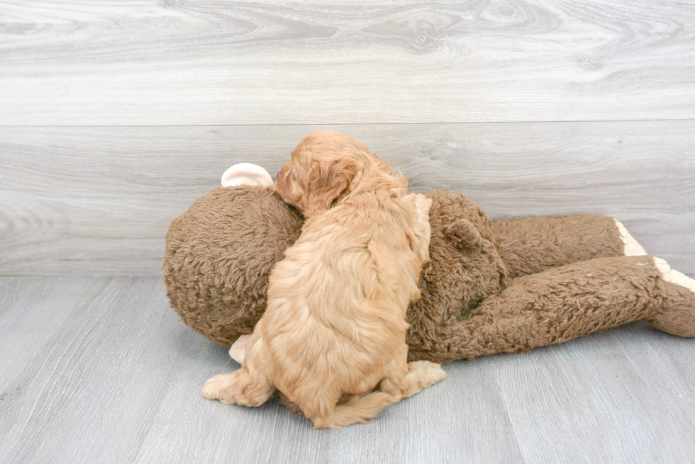 Smart Cavapoo Poodle Mix Pup