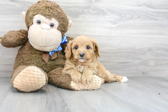 Cavapoo Puppy for Adoption