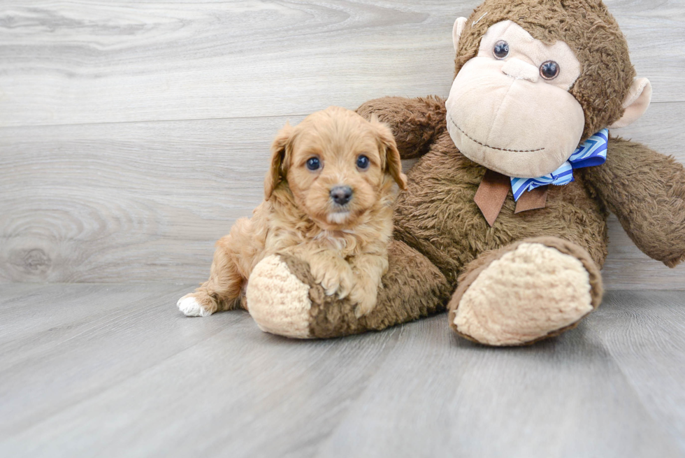 Adorable Cavoodle Poodle Mix Puppy