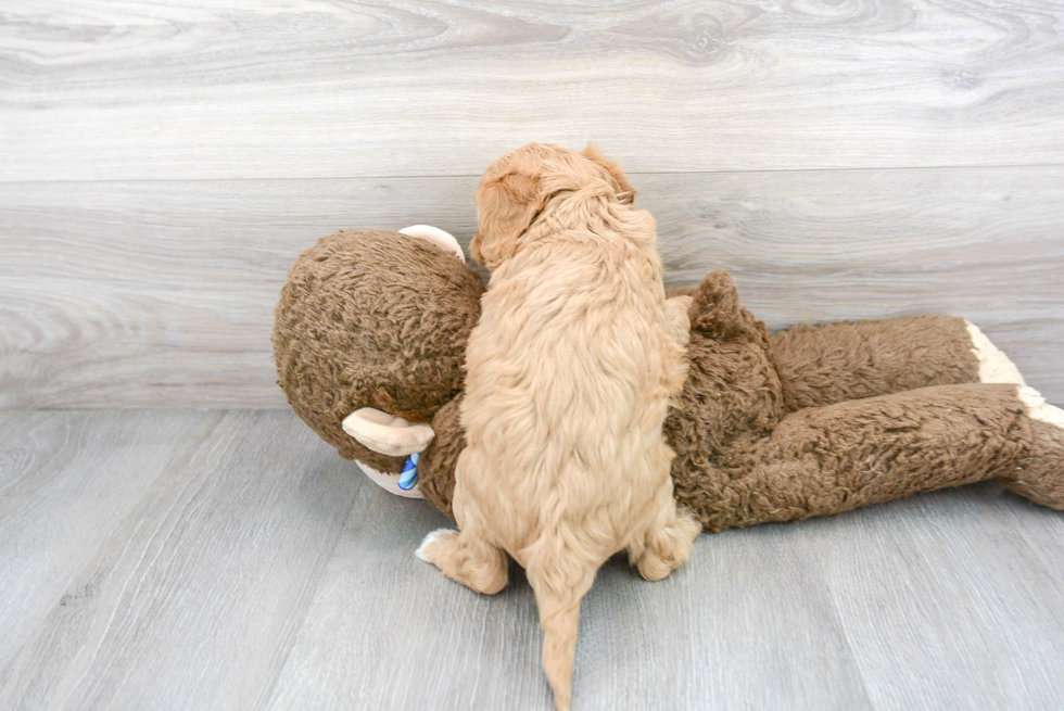 Cavapoo Puppy for Adoption