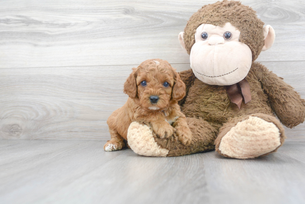 Happy Cavapoo Baby