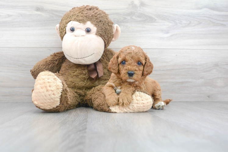 Fluffy Cavapoo Poodle Mix Pup