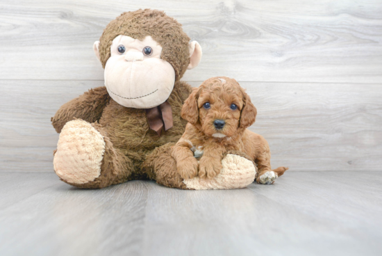 Fluffy Cavapoo Poodle Mix Pup