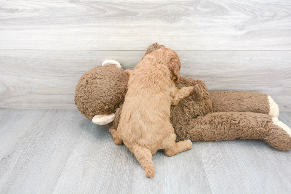 Cavapoo Pup Being Cute