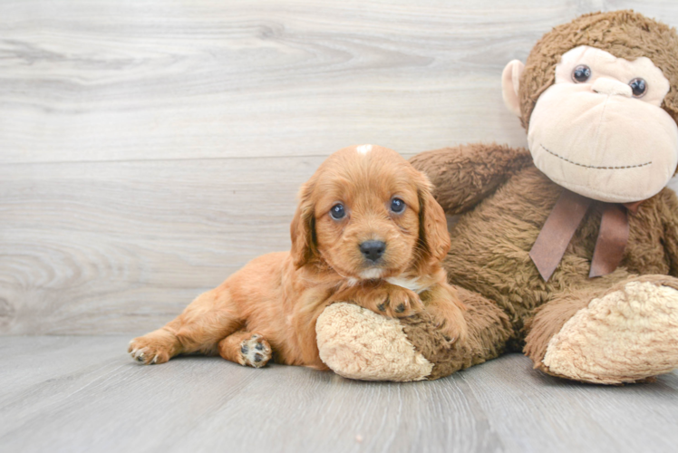 Sweet Cavapoo Baby