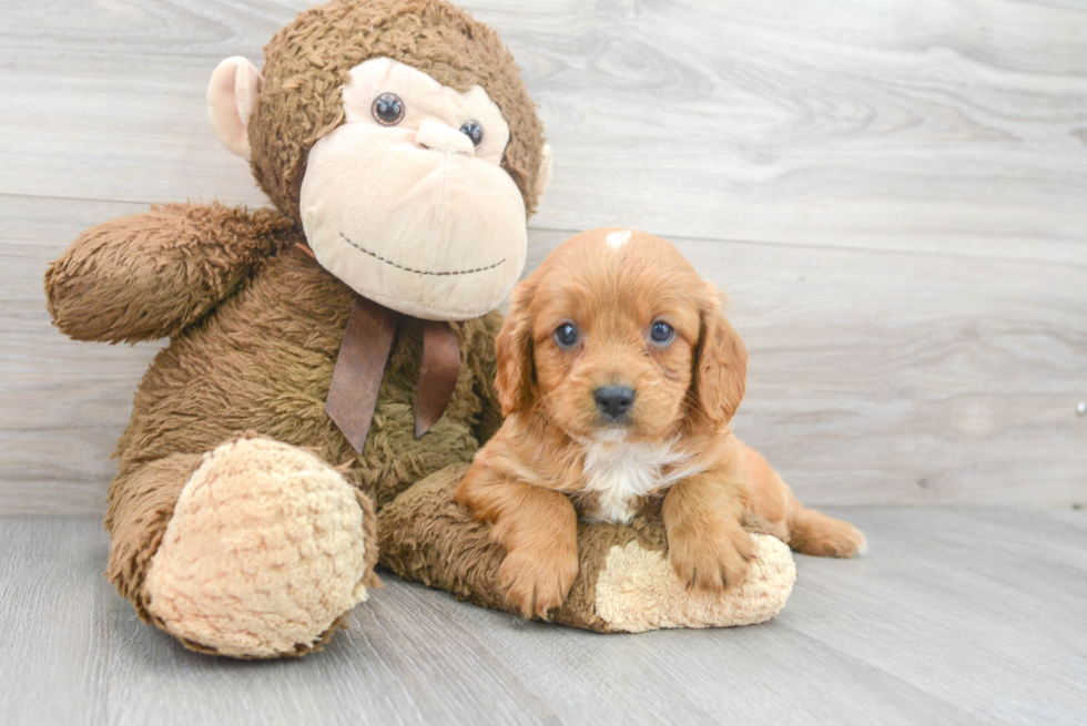 Cavapoo Pup Being Cute