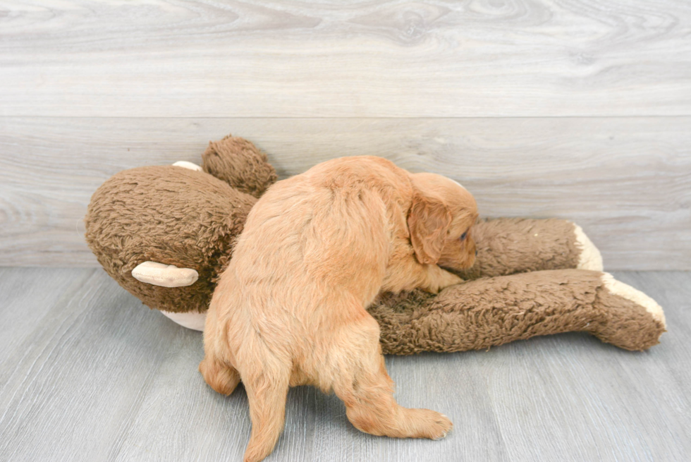 Cavapoo Pup Being Cute