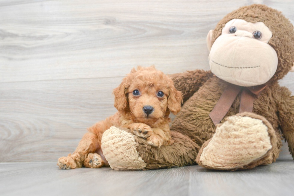 Cavapoo Pup Being Cute