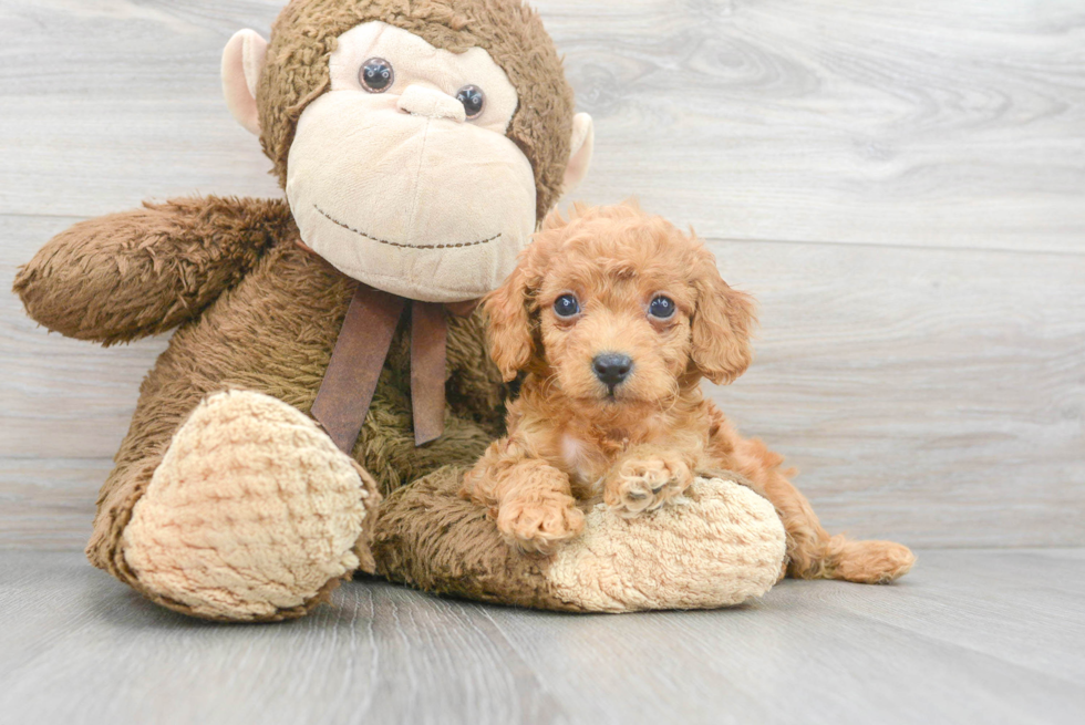 Petite Cavapoo Poodle Mix Pup