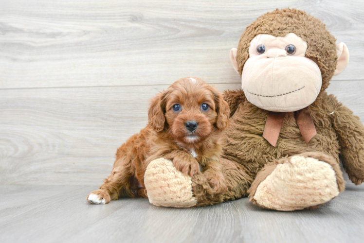 Best Cavapoo Baby