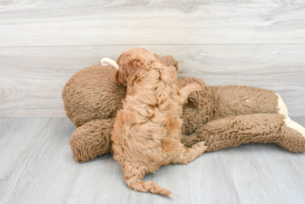 Hypoallergenic Cavoodle Poodle Mix Puppy