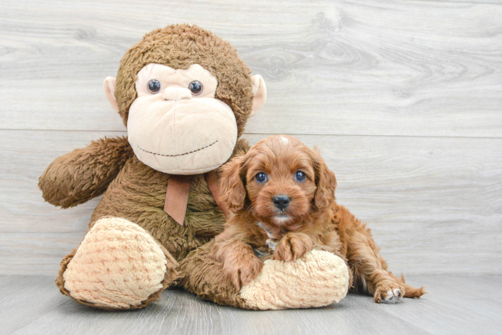 Best Cavapoo Baby