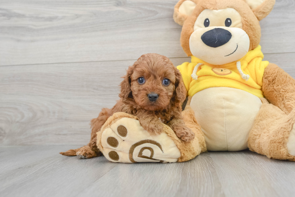 Fluffy Cavapoo Poodle Mix Pup