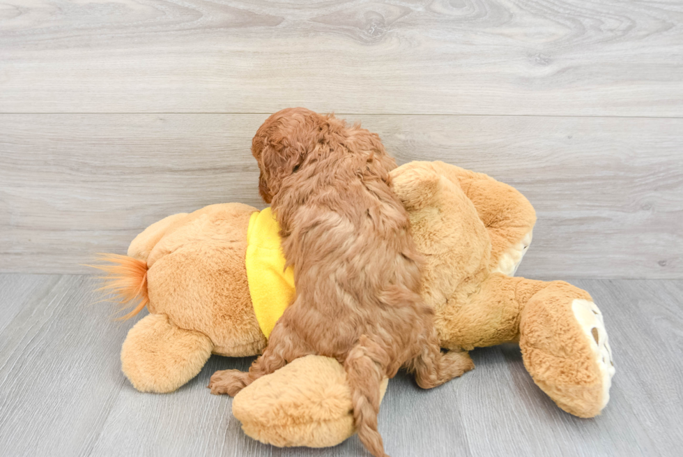 Cavapoo Puppy for Adoption