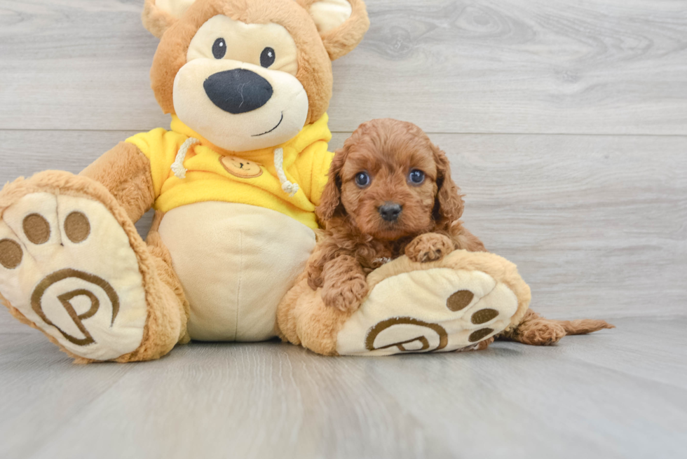 Best Cavapoo Baby