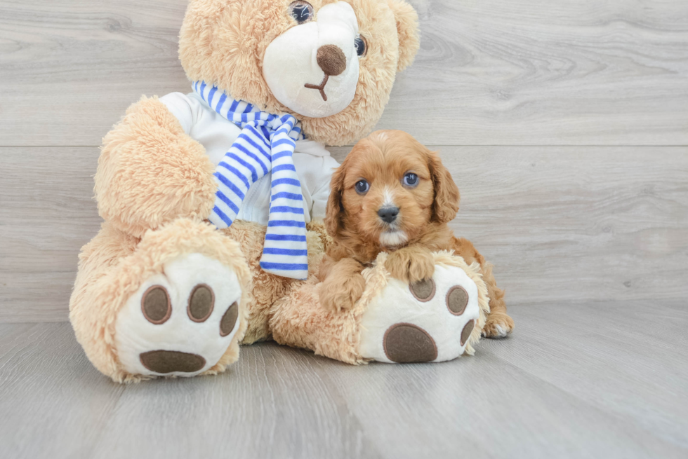 Smart Cavapoo Poodle Mix Pup