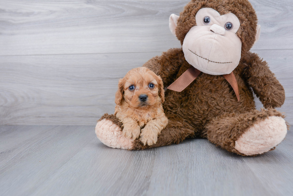 Best Cavapoo Baby