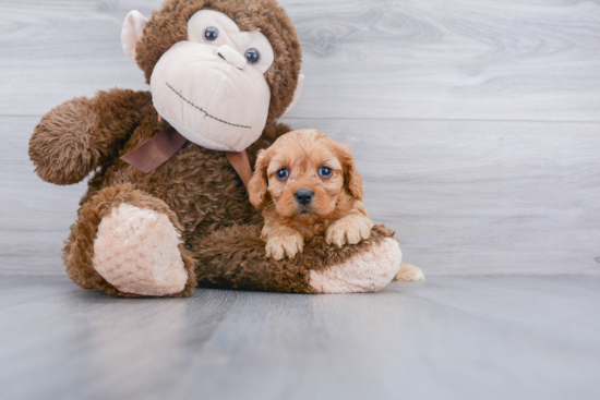 Hypoallergenic Cavoodle Poodle Mix Puppy