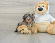 8 week old Cavapoo Puppy For Sale - Premier Pups