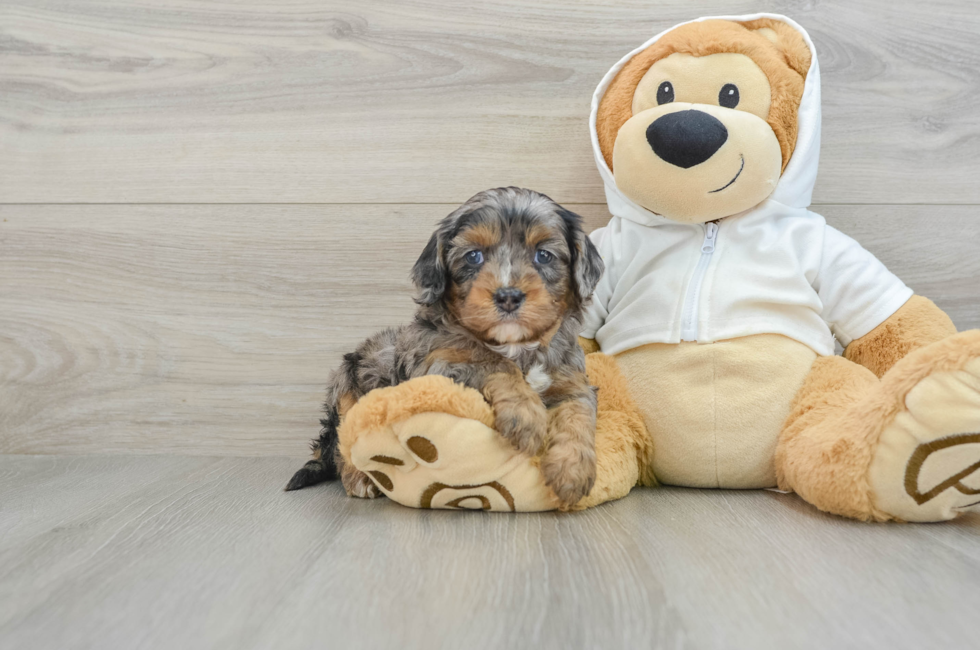 5 week old Cavapoo Puppy For Sale - Premier Pups