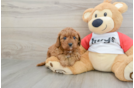 Playful Cavapoodle Poodle Mix Puppy