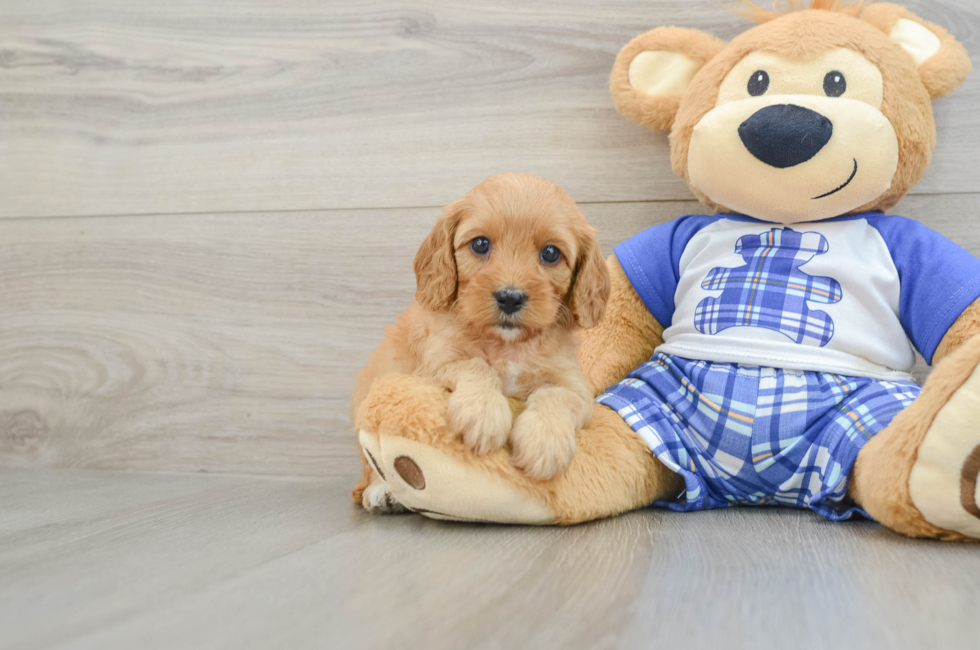 7 week old Cavapoo Puppy For Sale - Premier Pups