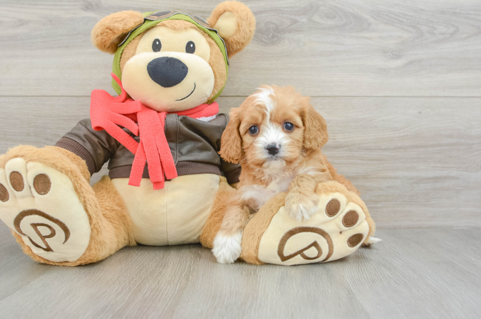 5 week old Cavapoo Puppy For Sale - Premier Pups