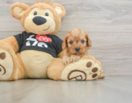 7 week old Cavapoo Puppy For Sale - Premier Pups