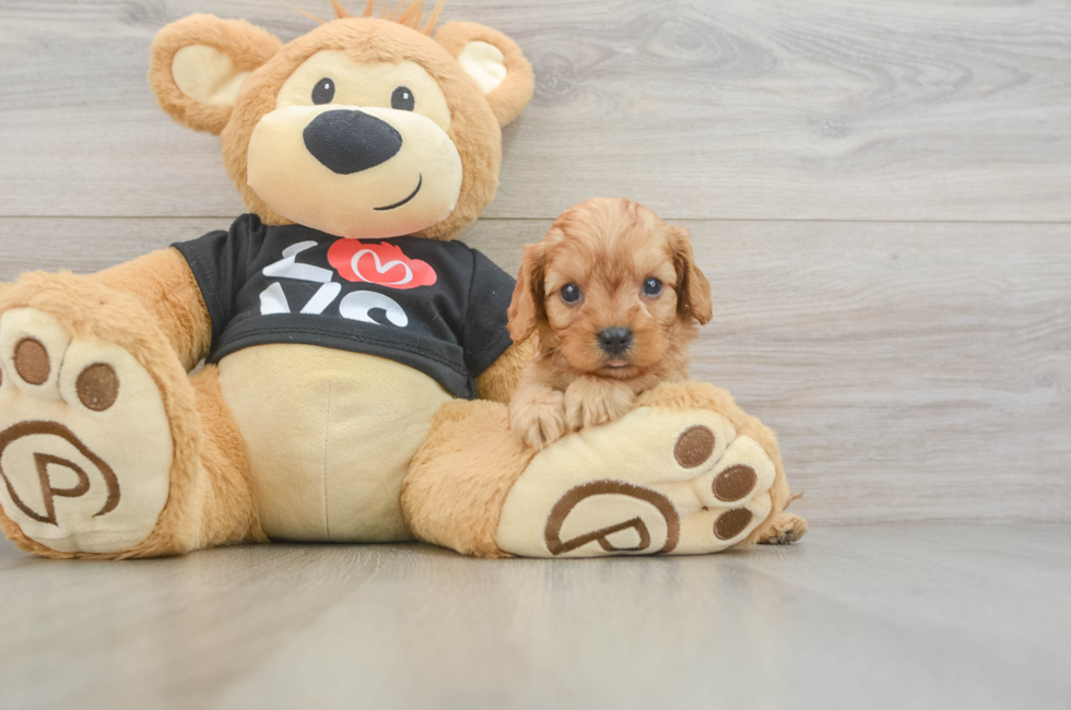 6 week old Cavapoo Puppy For Sale - Premier Pups