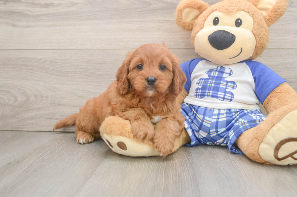 5 week old Cavapoo Puppy For Sale - Premier Pups