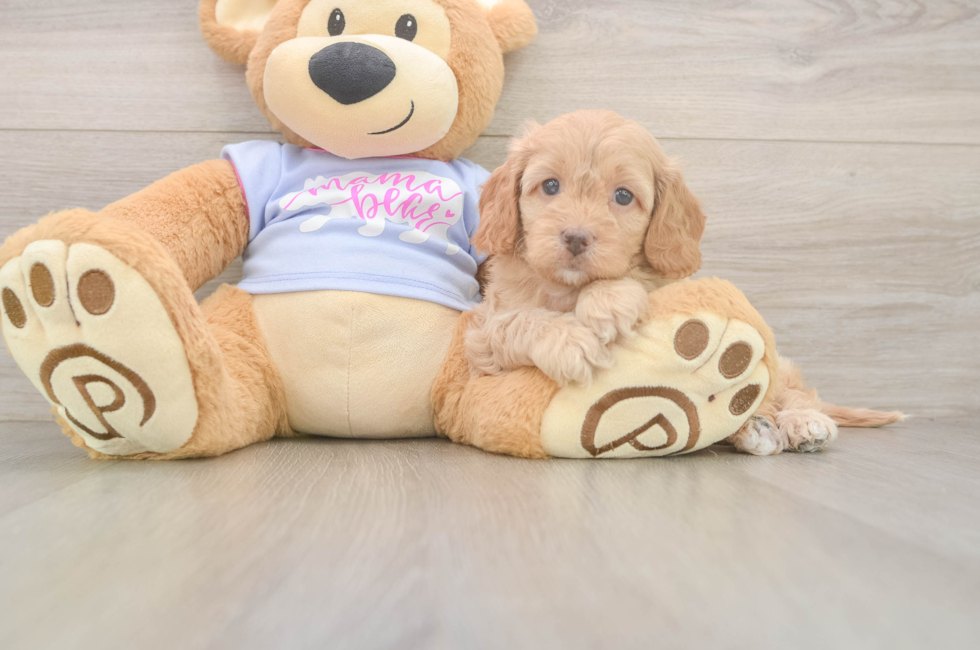 5 week old Cavapoo Puppy For Sale - Premier Pups