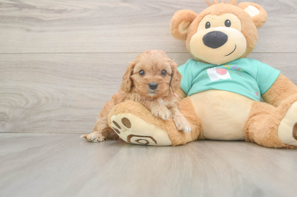 5 week old Cavapoo Puppy For Sale - Premier Pups