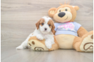 Hypoallergenic Cavadoodle Poodle Mix Puppy