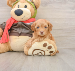 7 week old Cavapoo Puppy For Sale - Premier Pups