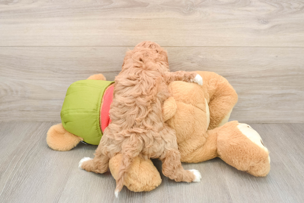 Energetic Cavoodle Poodle Mix Puppy