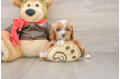 Cavapoo Puppy for Adoption