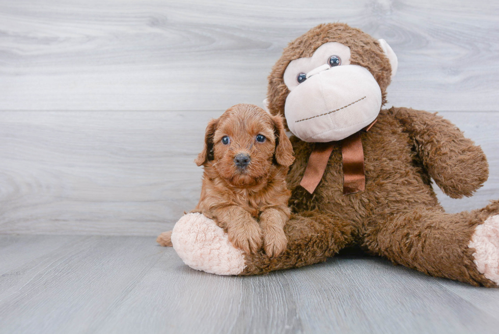 Cute Cavapoo Baby