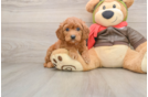 Cavapoo Pup Being Cute