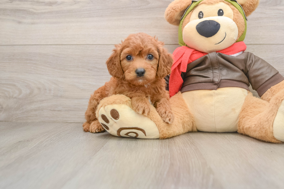 Cavapoo Pup Being Cute