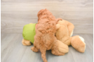 Cavapoo Pup Being Cute