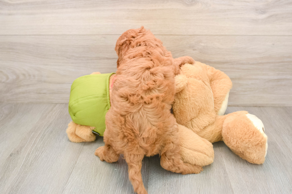 Cavapoo Pup Being Cute