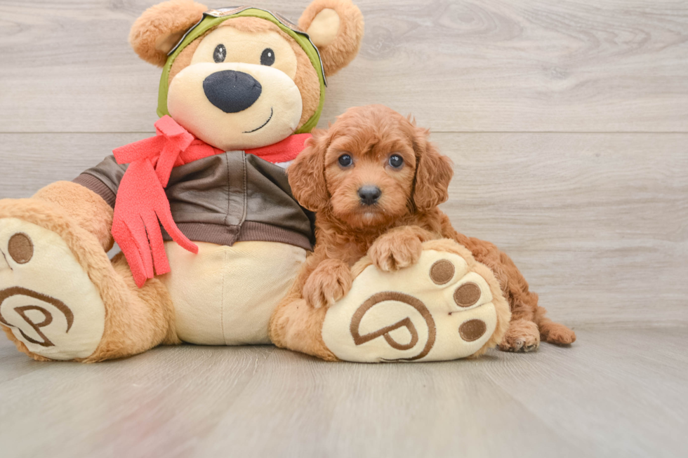 Best Cavapoo Baby