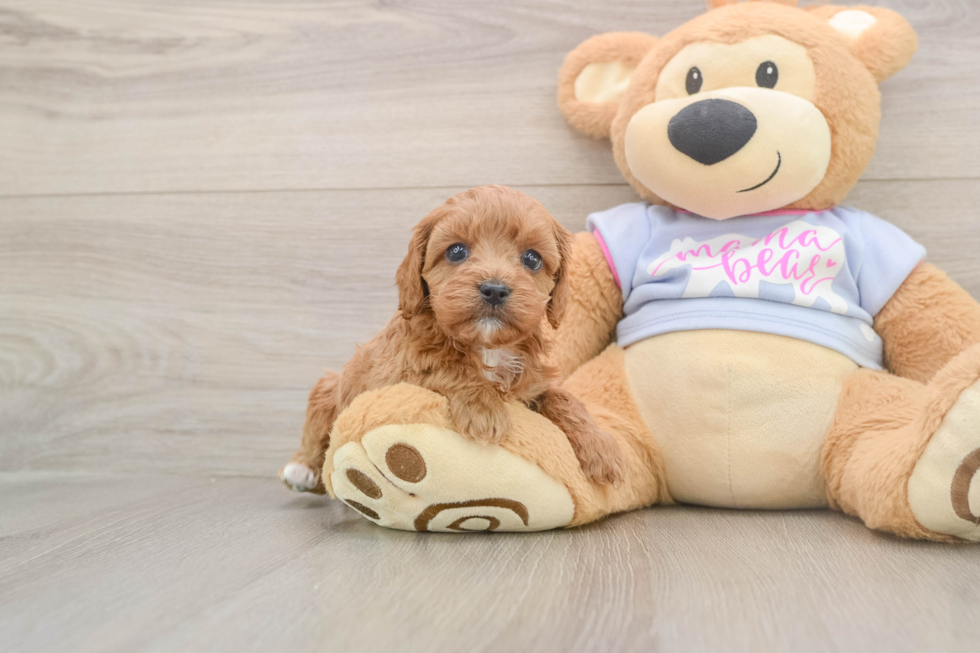 Cute Cavapoo Baby