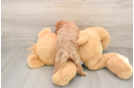 Cavapoo Pup Being Cute