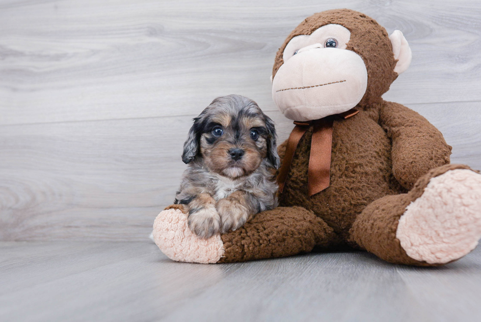 Cavapoo Pup Being Cute