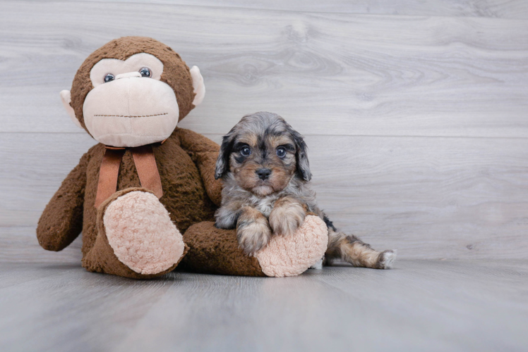 Best Cavapoo Baby