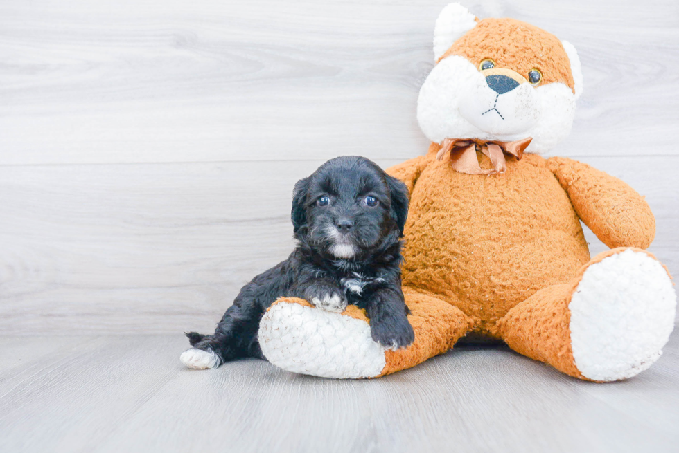 Best Cavapoo Baby