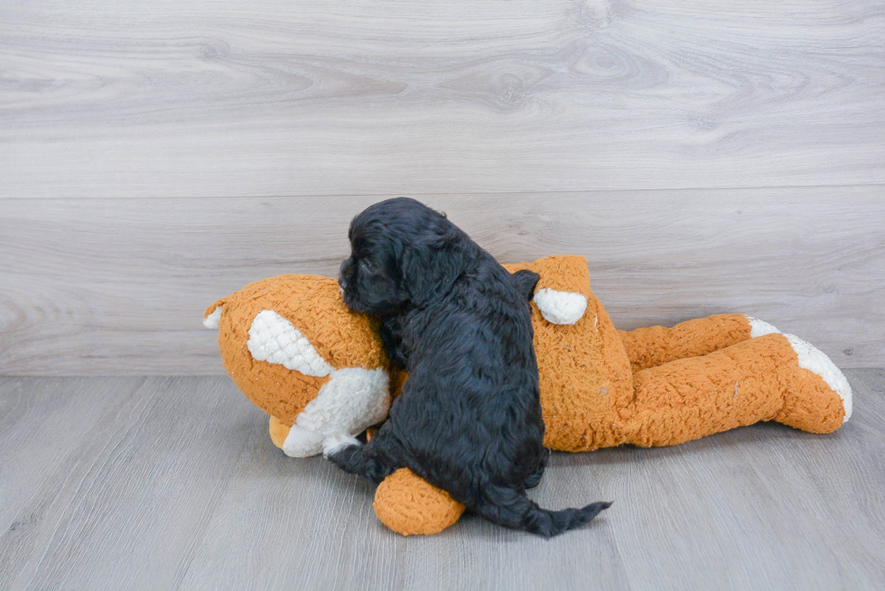 Cavapoo Puppy for Adoption