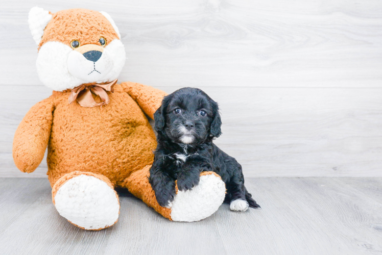 Cavapoo Puppy for Adoption