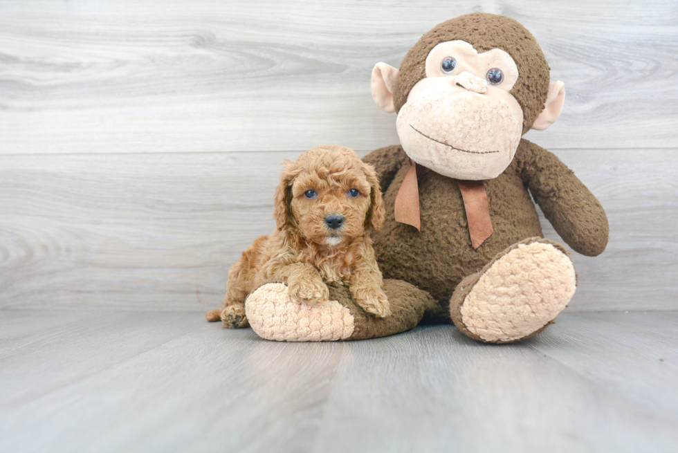 Playful Cavoodle Poodle Mix Puppy